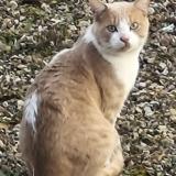 Picture of cat found at Argenteuil