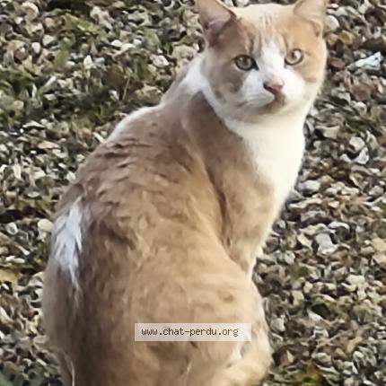 Photo 1/1 Found cat Found in Argenteuil