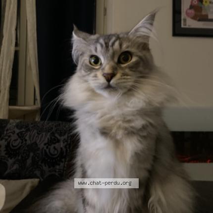 Photo 1/1 uzy Chat lost in Cremieu