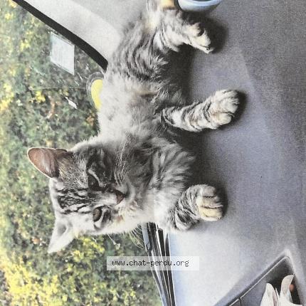 Photo 1/1 Wifi Chat lost in Moissac