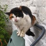 Picture of cat found at Lille