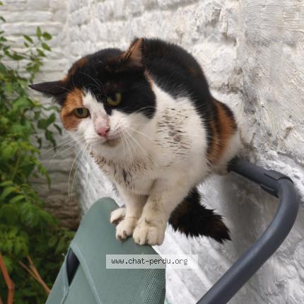 Photo 1/2 Found cat Found in Lille