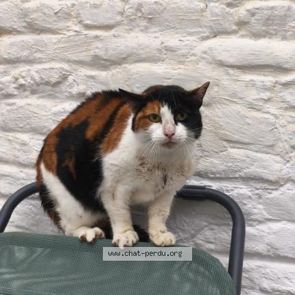 Photo 2/2 Found cat Found in Lille