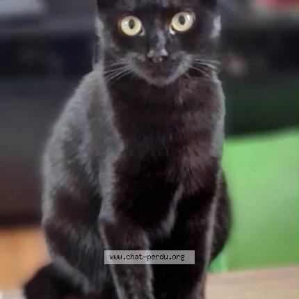 Photo 1/1 Cooky Chat lost in Mouvaux