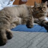 Picture of cat lost at Singapore