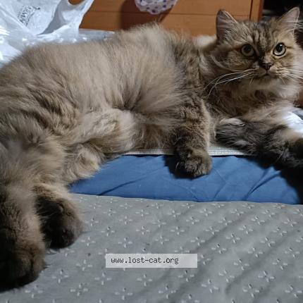 Photo 1/1 Donut Chat lost in Singapore