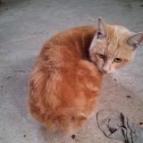 Picture of cat found at Villeneuve Sur Lot