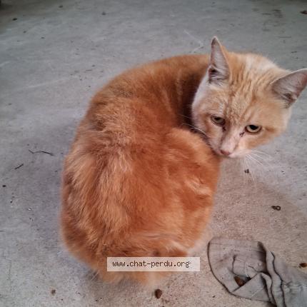 Photo 1/1 Found cat Found in Villeneuve sur lot