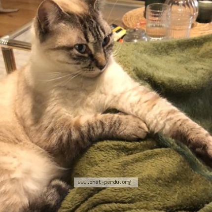 Photo 1/1 Shadow Chat lost in Merignac