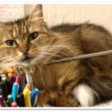 Picture of cat lost at Luynes