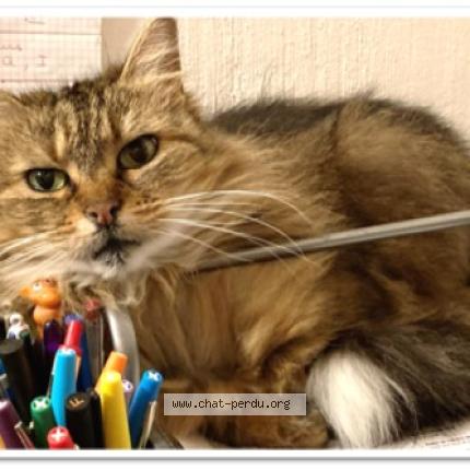 Photo 1/1 Choupette Chat lost in Luynes