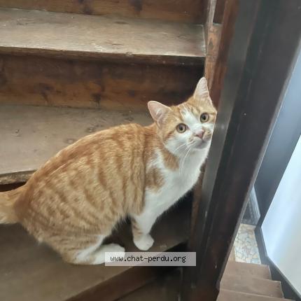 Photo 1/1 Caramel Chat lost in Dijon