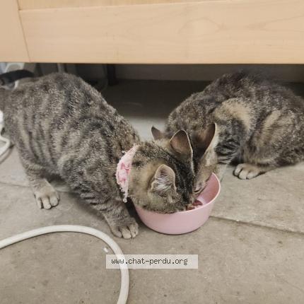 Photo 1/1 BALLE Chat lost in Castelnaudary