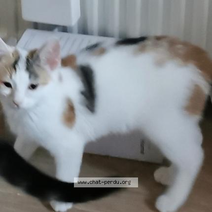 Photo 1/1 Sakura Chat lost in Ballancourt sur essonne