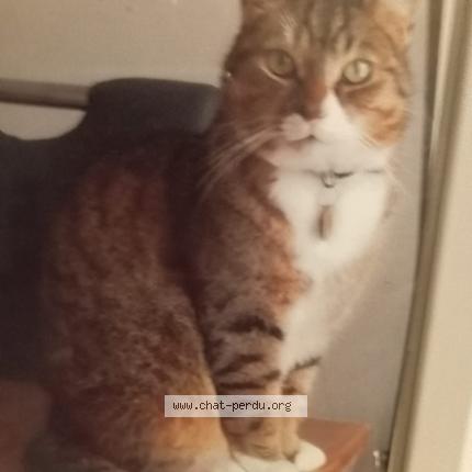 Photo 1/1 Simba Chat lost in Chateauneuf sur charente