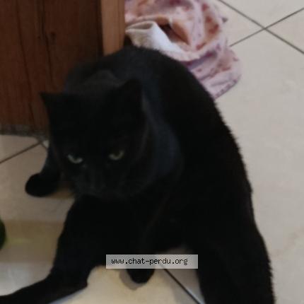 Photo 1/1 Bandit Chat lost in Compiegne