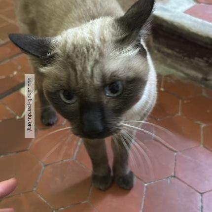 Photo 1/1 MAGNUS Chat lost in Aix en provence