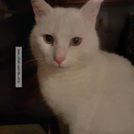 Photo 1/1 DENIS SEVELLEC Chat lost in Irvillac