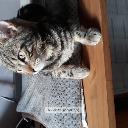 Photo 1/1 HAPPY Chat lost in La londe les maures