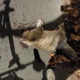 Picture of cat found at Antony