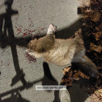 Photo 1/1 Found cat Found in Antony