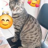 Picture of cat lost at Boisset