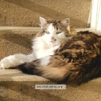 Photo 1/1 Filou Chat lost in Saint vallier