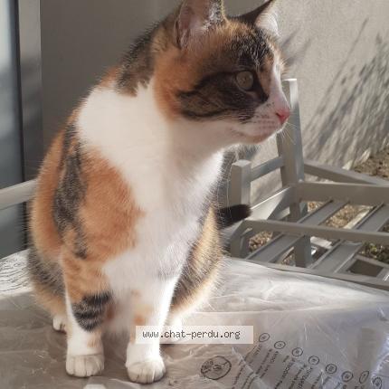 Photo 1/1 TACITA Chat lost in Grezieu la varenne