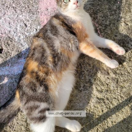 Photo 1/1 Romance Chat lost in La glacerie