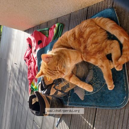 Photo 1/1 Mimi Chat lost in Effiat