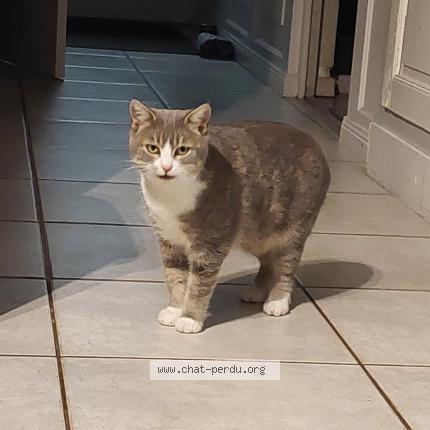 Photo 1/1 Grisouille Chat lost in Montchanin