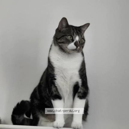 Photo 1/1 Lucien Chat lost in Bayonne