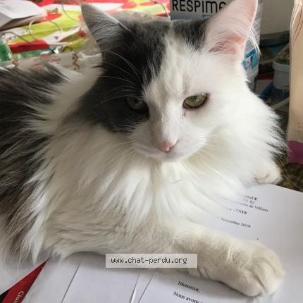 Photo 1/1 Bébé Chat lost in Narrosse