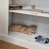 Picture of cat lost at Gentilly