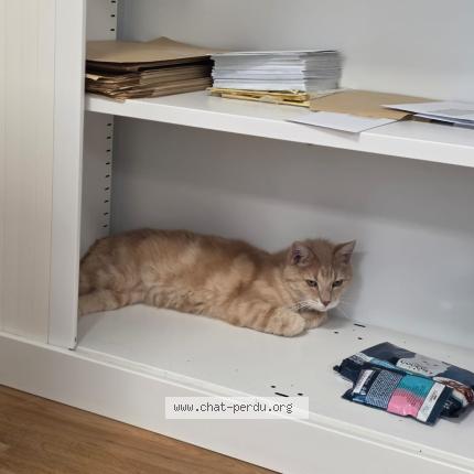 Photo 1/3 Tigrou Chat lost in Gentilly