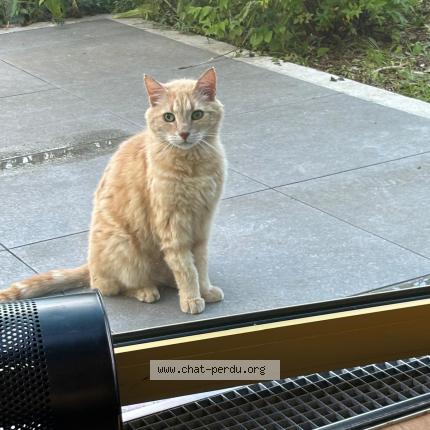 Photo 2/3 Tigrou Chat lost in Gentilly