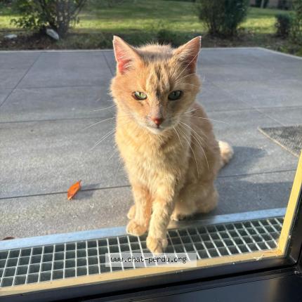 Photo 3/3 Tigrou Chat lost in Gentilly