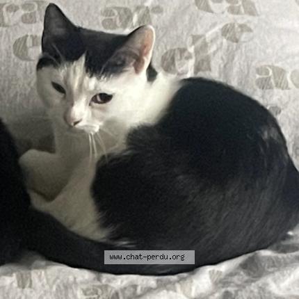 Photo 1/1 Alvin Chat lost in Berchem st agathe