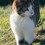 Picture of cat lost at Cussac Sur Loire