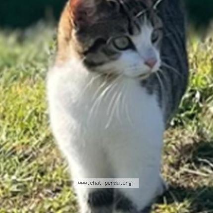 Photo 1/1 NALA Chat lost in Cussac sur loire