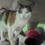 Picture of cat lost at Los Angeles