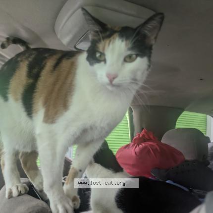 Photo 1/1 Red Chat lost in Los angeles