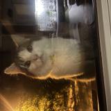 Picture of cat found at Ascq