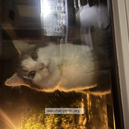 Photo 1/1 Found cat Found in Ascq