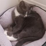 Picture of cat found at Skokie Il 60077