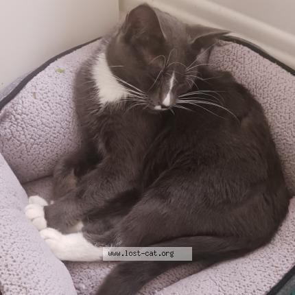 Photo 1/1 Found cat Found in Skokie il 60077