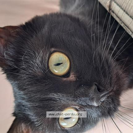 Photo 1/1 Louna Chat lost in Trainou