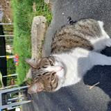 Picture of cat lost at Itxassou