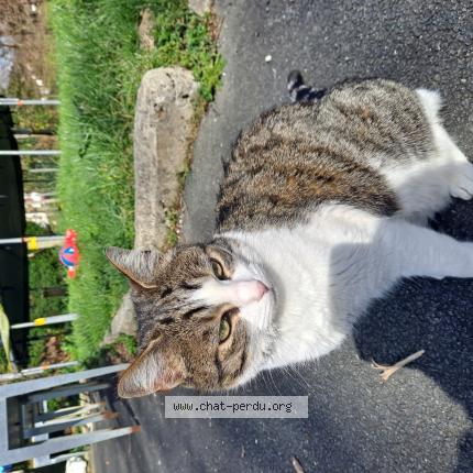 Photo 1/1 Moon Chat lost in Itxassou