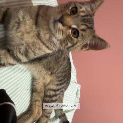 Photo 1/1 Found cat Found in Ricamarie